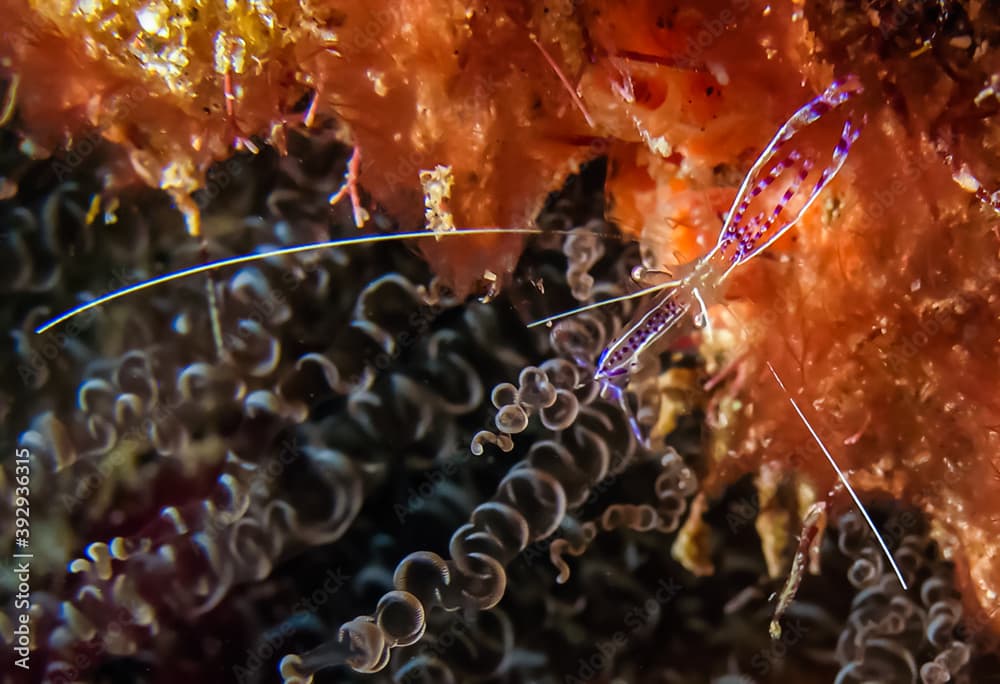 Pederson Cleaner Shrimp (Periclimenes pedersoni) in Corkscrew Anomones (Bartholomea annulata)