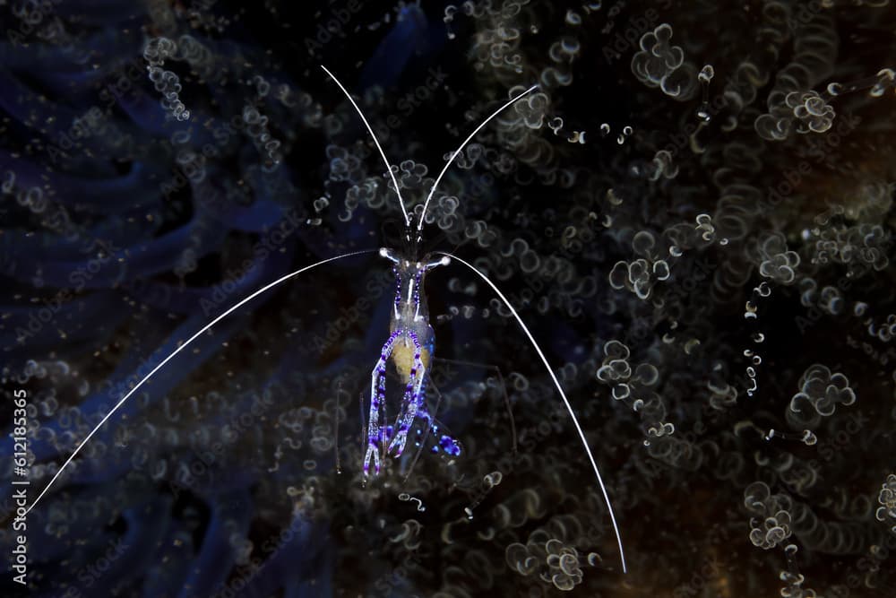 A Peterson, aka Pederson, Cleaner Shrimp hovers over its corkscrew anemone host in the barrier reef of Belize.