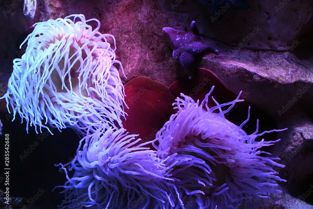 The Long Tentacle Anemone is also referred to as the Corkscrew Anemone