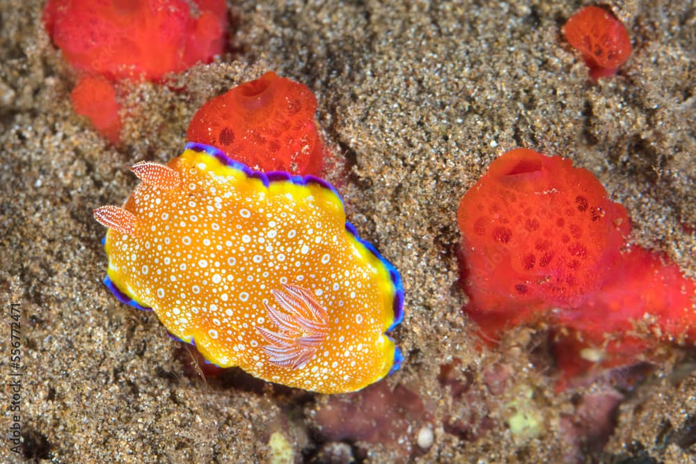 White Spotted Nudibranch (Goniobranchus albopunctatus) on coral reef, Maui; Hawaii, United States of America