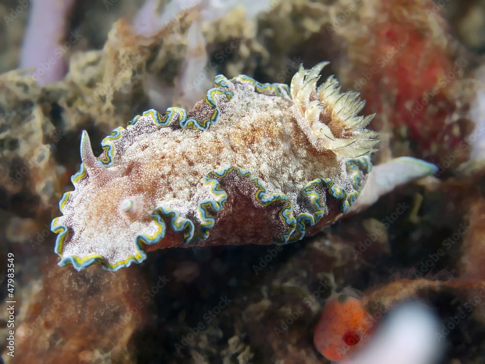 Nudibranch Chromodoris albopunctata