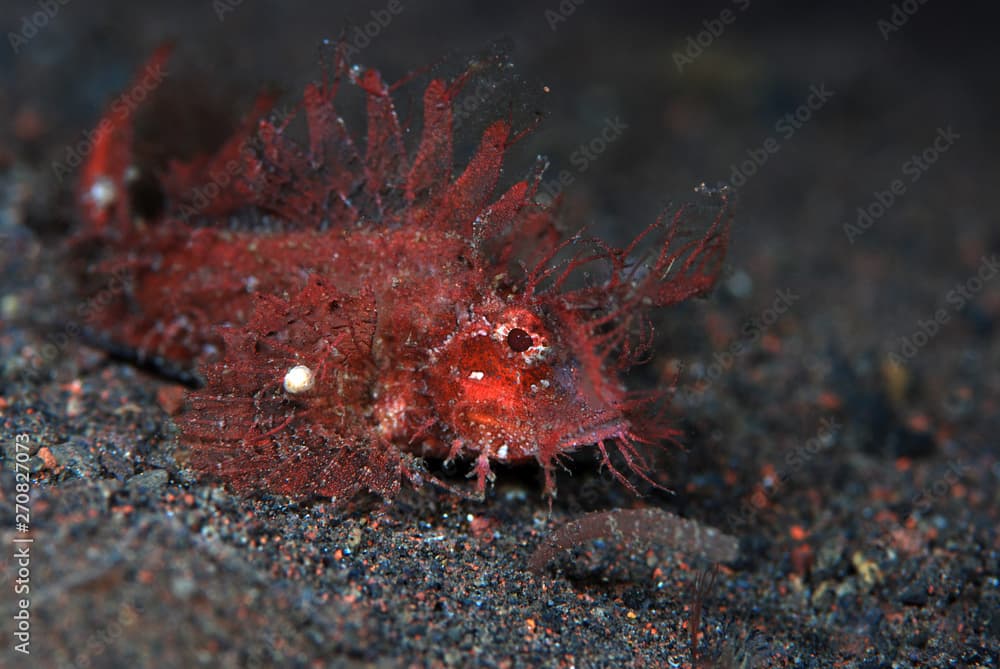 Incredible underwater world - Pteroidichthys amboinensis - Ambon scorpionfish. Tulamben, Bali, Indonesia.