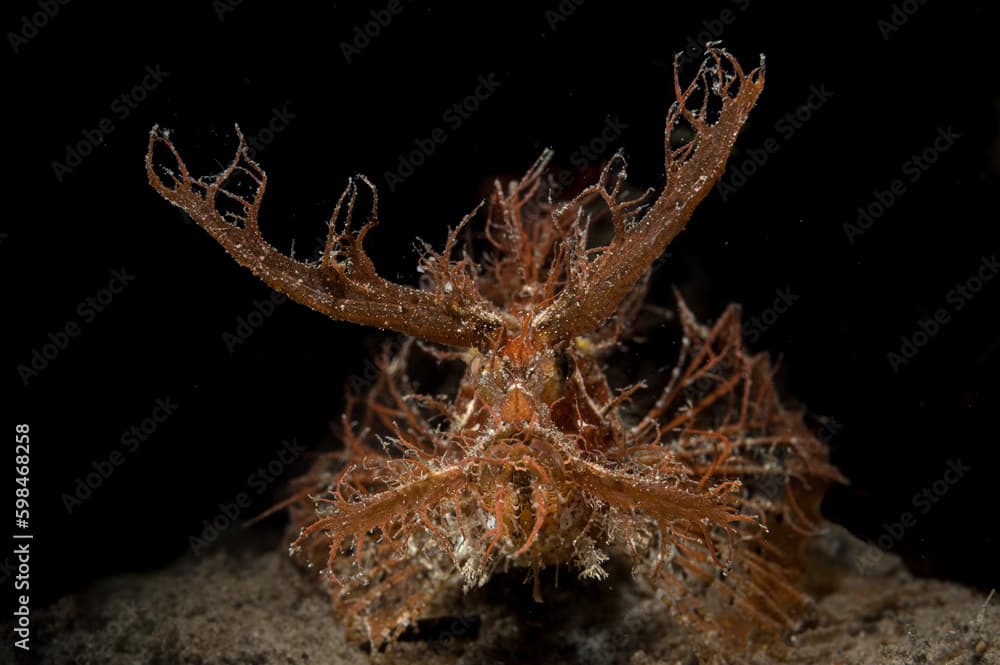 Ambon Scorpionfish or Pteroidichthys amboinensis