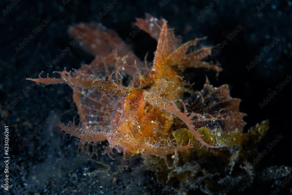 Ambon Scorpionfish - Pteroidichthys amboinensis