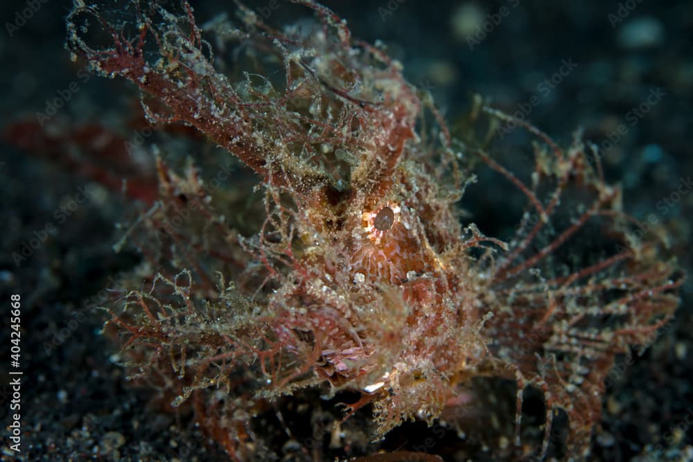 Shaggy ambon scorpionfish - Pteroidichthys amboinensis