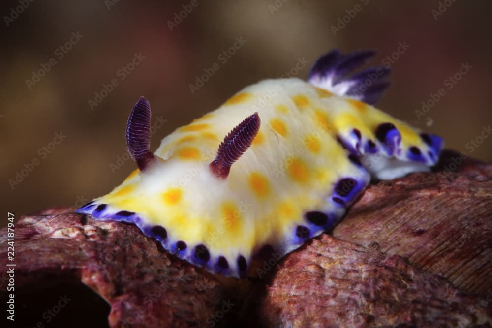 Gold-spotted Chromodorid slug