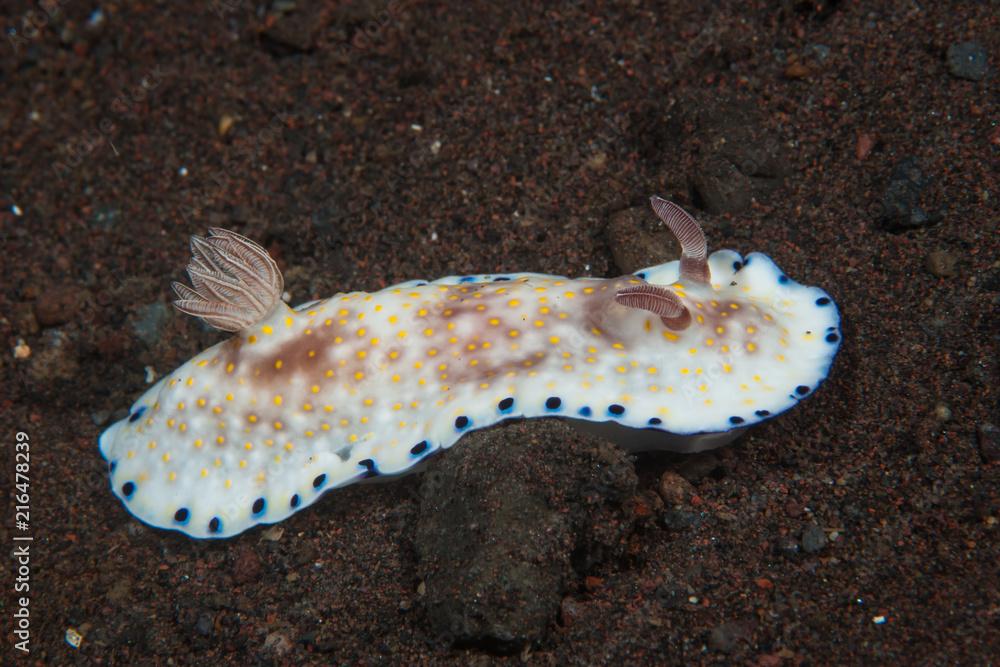 Goniobranchus aureopurpureus Nudibranch