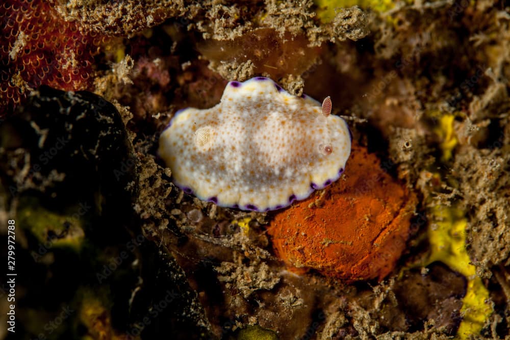 Goniobranchus aureopurpureus is a species of very colorful sea slug, a dorid nudibranch, a marine gastropod mollusk in the family Chromodorididae