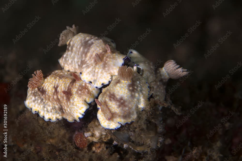 Nudibranch  Goniobranchus aureopurpureus. Underwater macro photography from Lembeh Strait, Indonesia