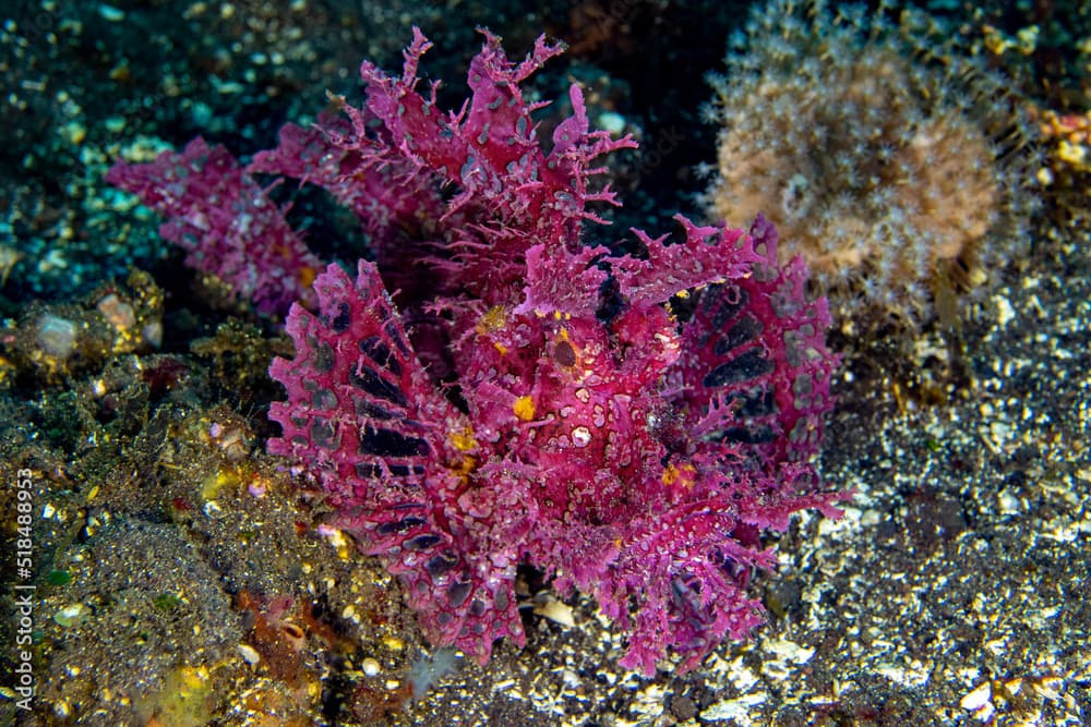 A rare Weedy Scorpionfish -Rhinopias frondosa. Sea life of Tulamben, Bali, Indonesia.