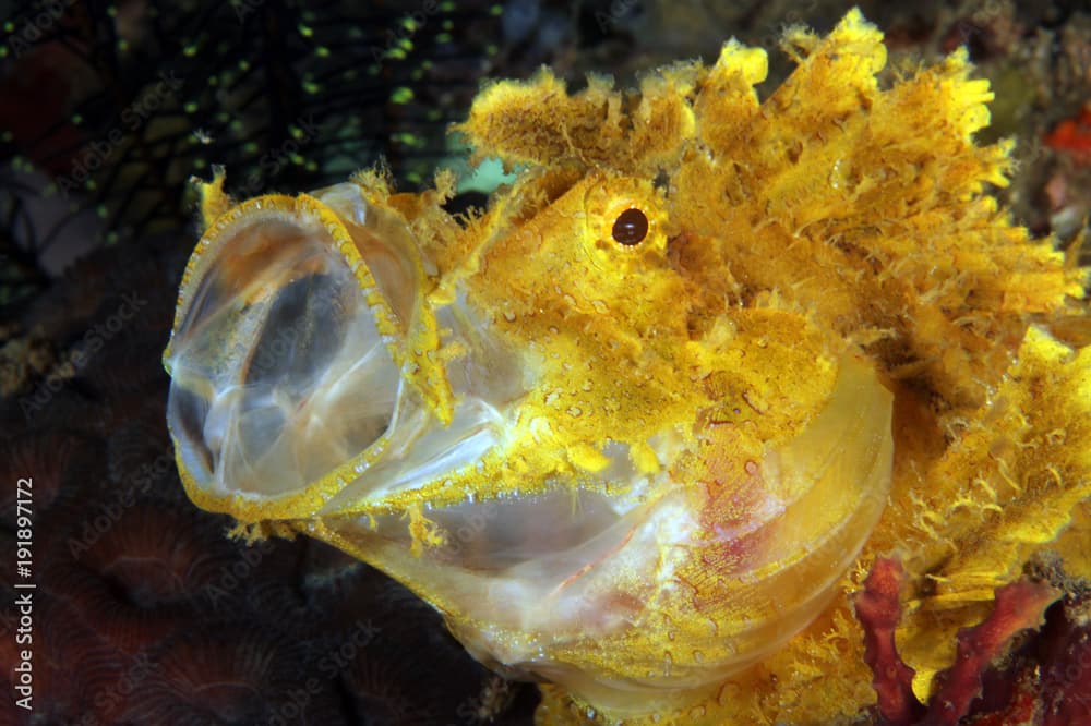 Yellow Weedy Scorpionfish (Rhinopias frondosa) with open Mouth. Anilao, Philippines