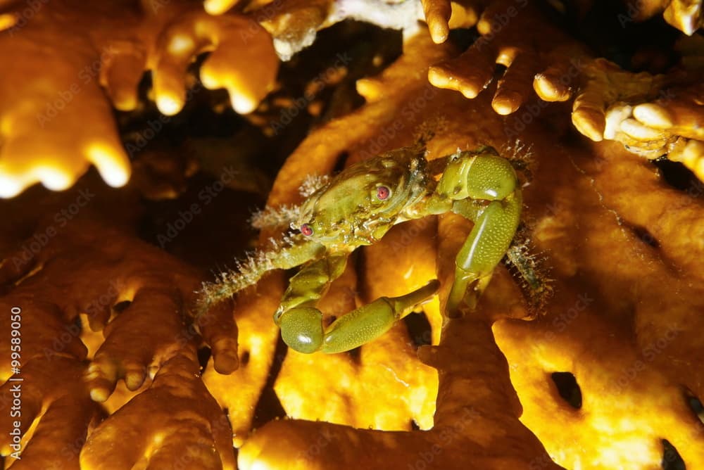 Green clinging crab Mithraculus sculptus