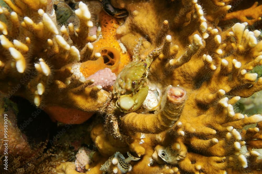 Marine life a green clinging crab on fire coral