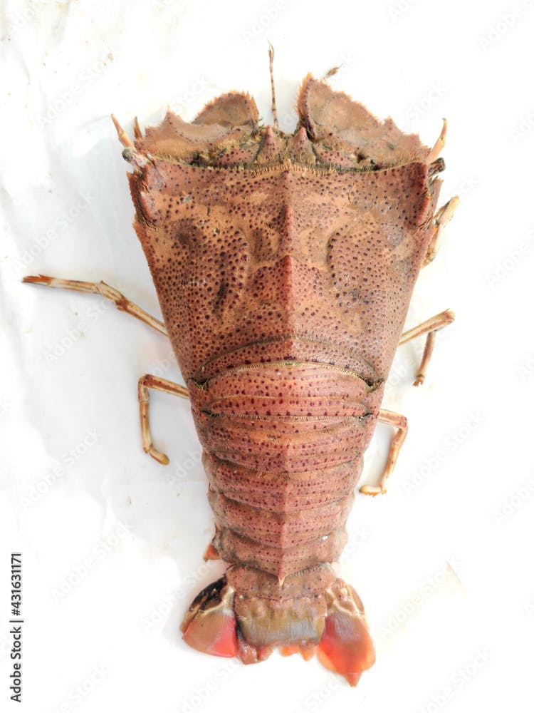 Fresh Sand Lobster or Flathead Lobster or Slipper Lobster isolated on a white background .Selective focus.