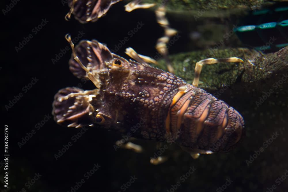 Small European locust lobster (Scyllarus arctus).