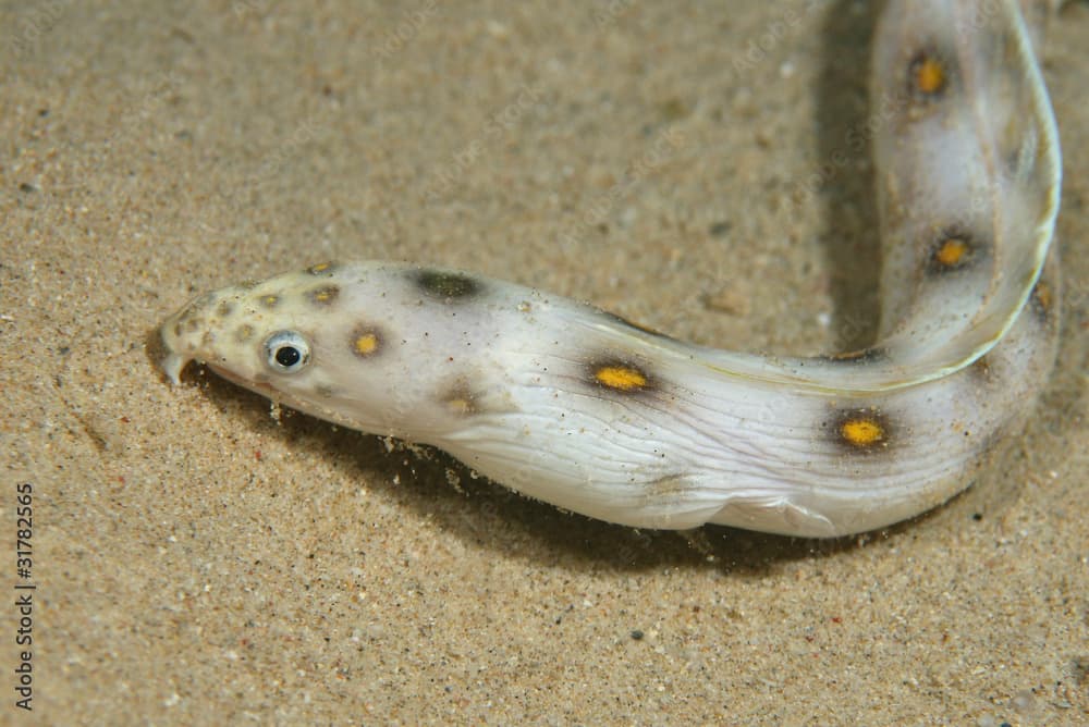 Goldspotted eel (Myrichthys ocellatus) - Bonaire