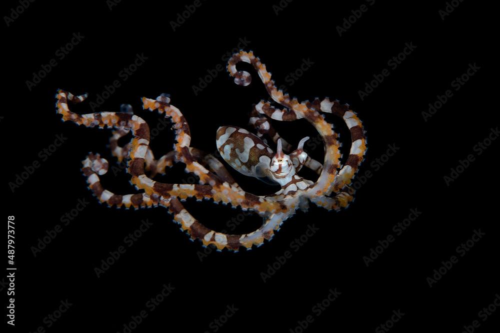 Wunderpus Octopus - Wunderpus photogenicus swims in the open sea. Underwater world of Bali, Indonesia.