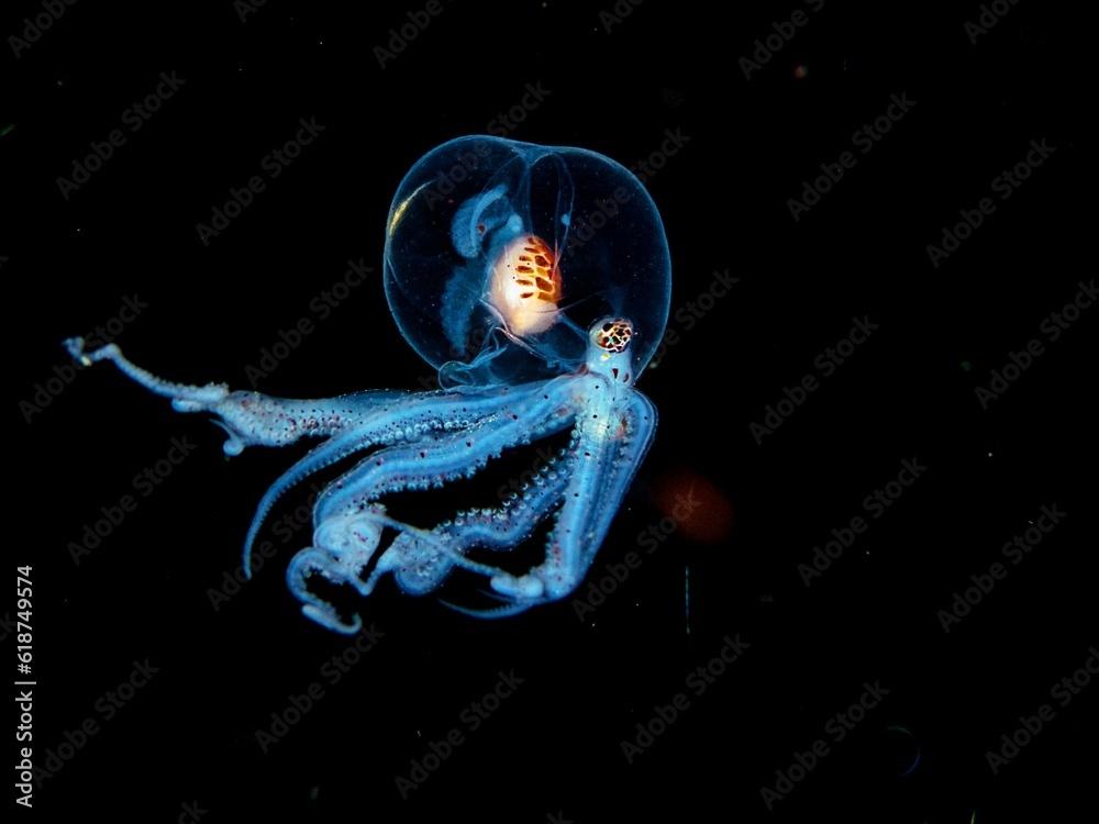 Wonderpus Larvae octopus swimming in the tranquil ocean.