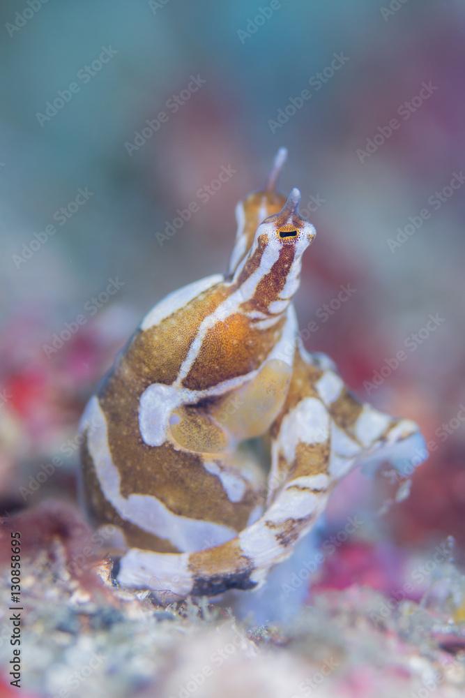 Wunderpus DOF