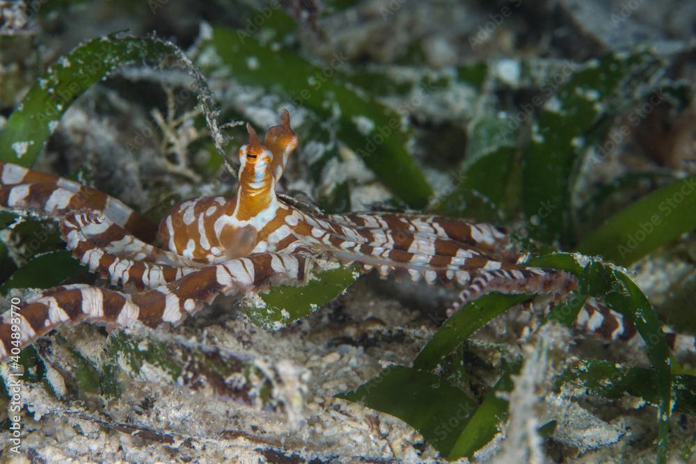 Wunderpus octopus crawling about dive site - Wunderpus photogenicus