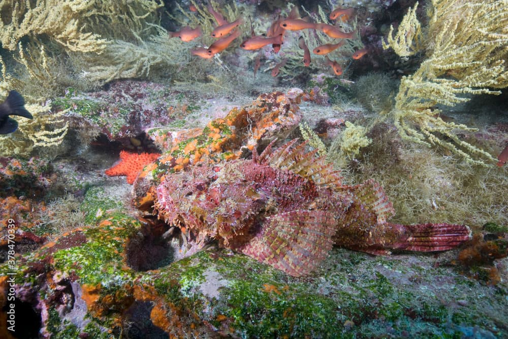 Stone Scorpionfish, Galapagos Islands, Ecuador