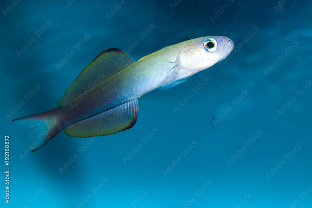 Scissortail Goby  (Ptereleotris evides)