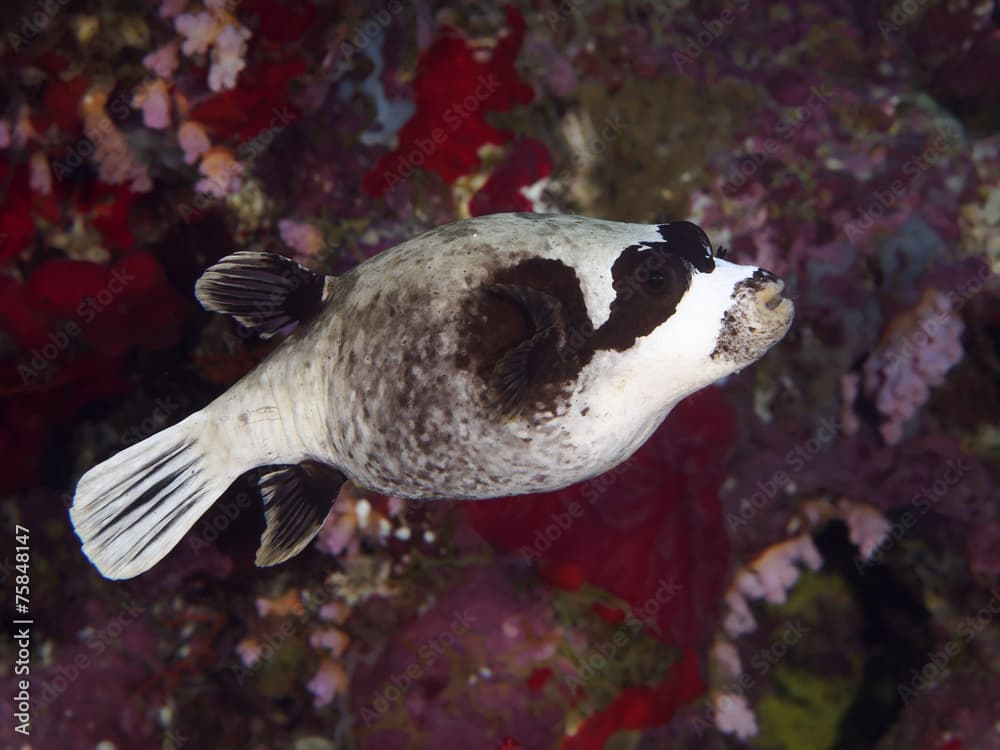 Coral fish Masked puffer