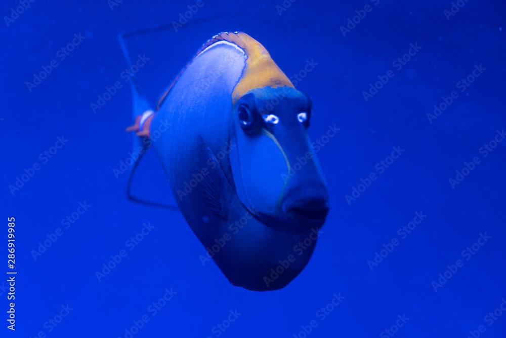 Ctenochaetus marginatus. Exotic tropical blu fish. Closeup.