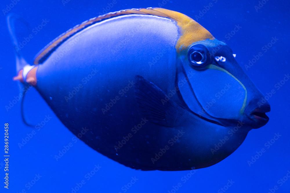 Ctenochaetus marginatus. Exotic tropical blu fish. Closeup.