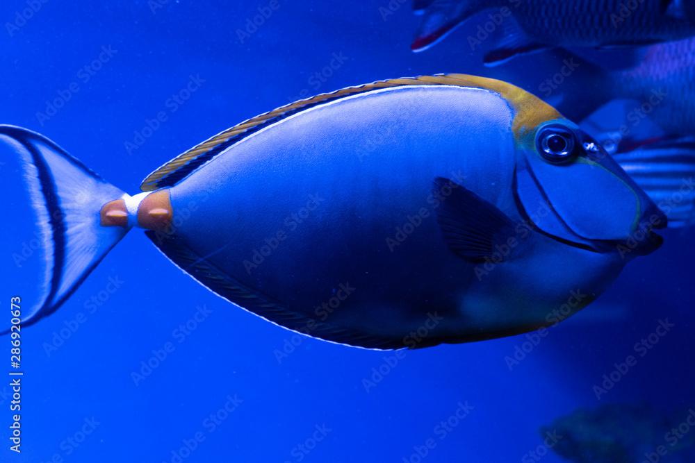 Ctenochaetus marginatus. Exotic tropical blu fish. Closeup.