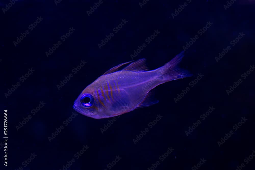 Threadfin cardinalfish,  bluestreak cardinalfish (Zoramia leptacantha).