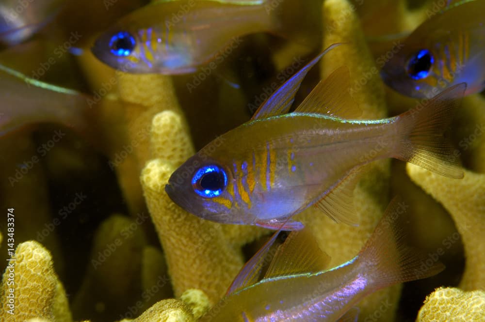 Threadfin cardinalfish Apogon lepthacanthus Kosrae Micronesia