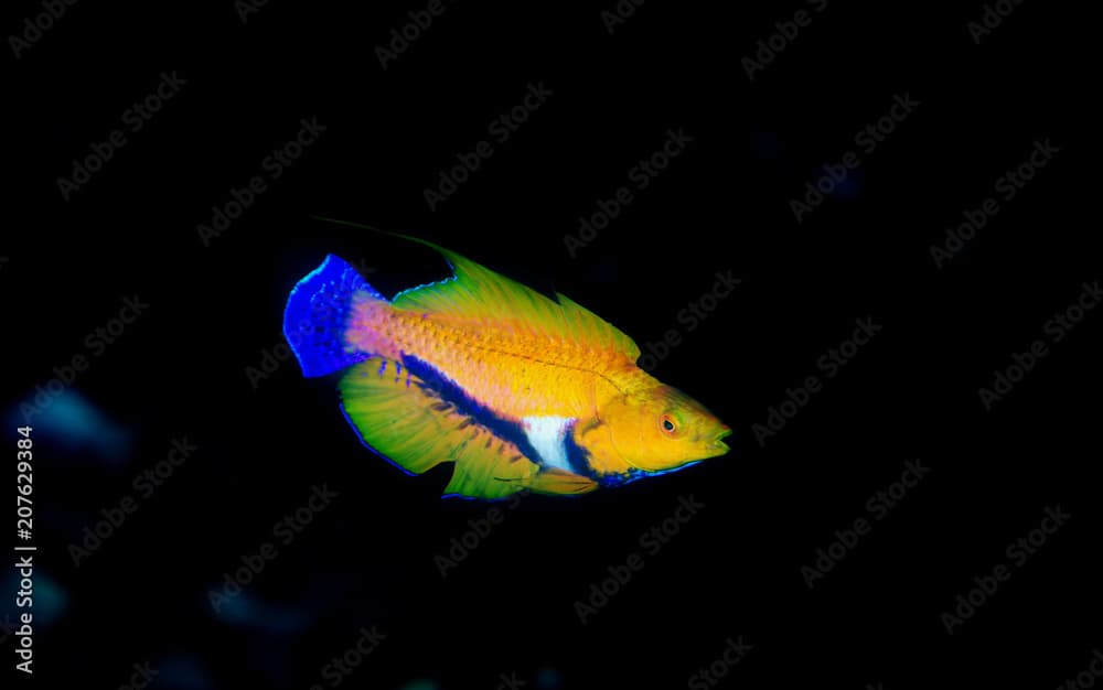 Flasher wrasse, Cirrhilabrus filamentosus, Alor Indonesia