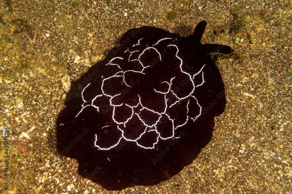 Forskal's Pleurobranch (Pleurobranchus forskalii) is a sidegill slug during a night dive in Anilao, Philippines.  Underwater photography and travel.