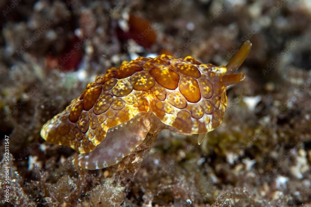 Sea slug - Pleurobranchus forskalii. Underwater macro world of Tulamben, Bali, Indonesia.