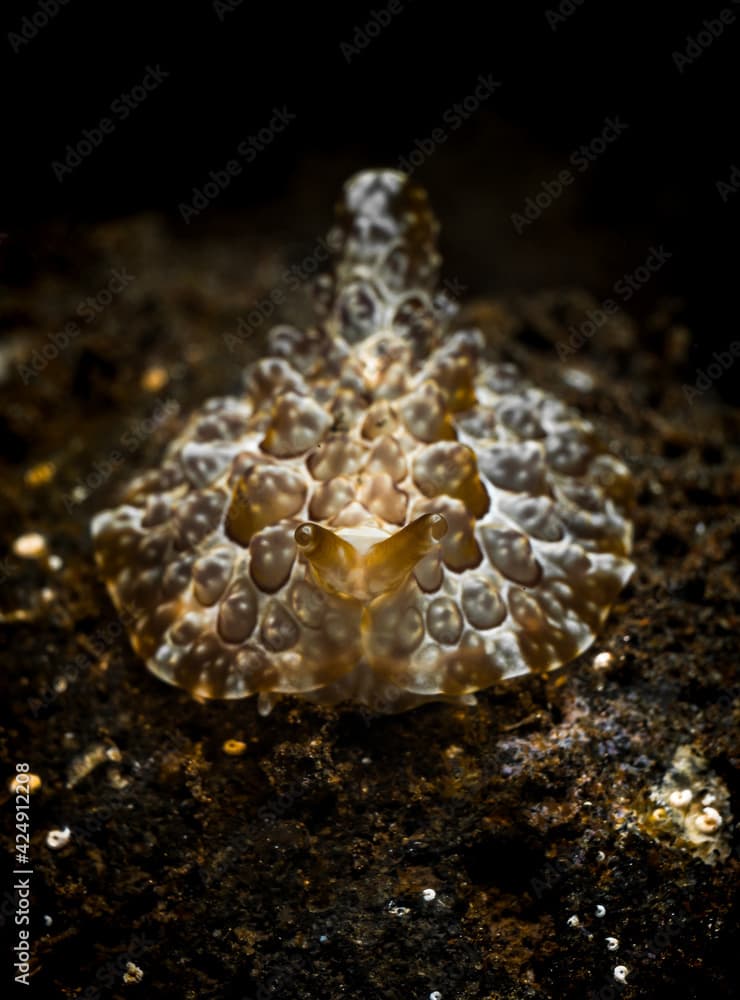 Pleurobranchus forskalii Sea Slug