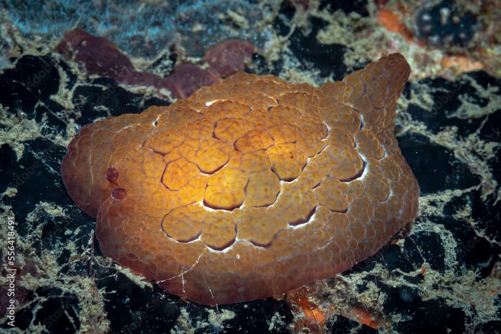 Forsskål's Pleurobranch Pleurobranchus forskalii