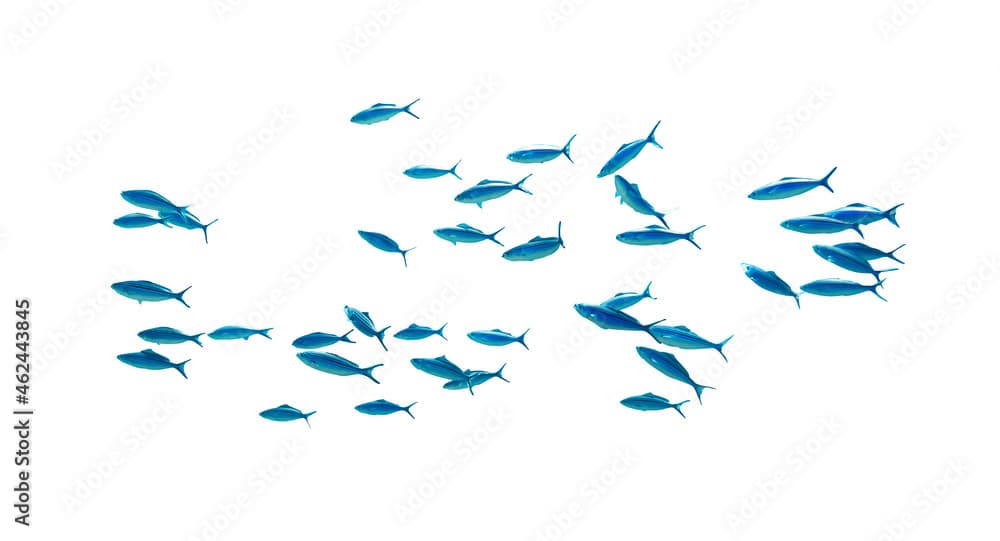 Shool of blue tropical striped fish in the ocean isolated on white background. Caesio Striata (Striated Fusilier) swimming  deep underwater in Red Sea. Flock of tropical blue fish, cut out.