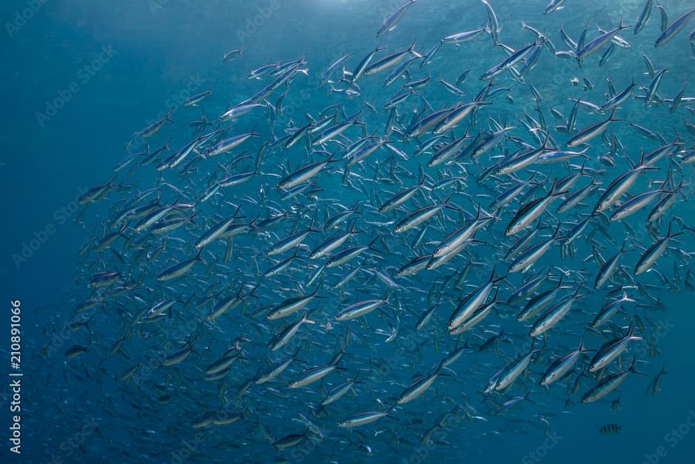 Striated fusilier (Caesio striata) is small silver fish with light stripes on its back swimming in a school.