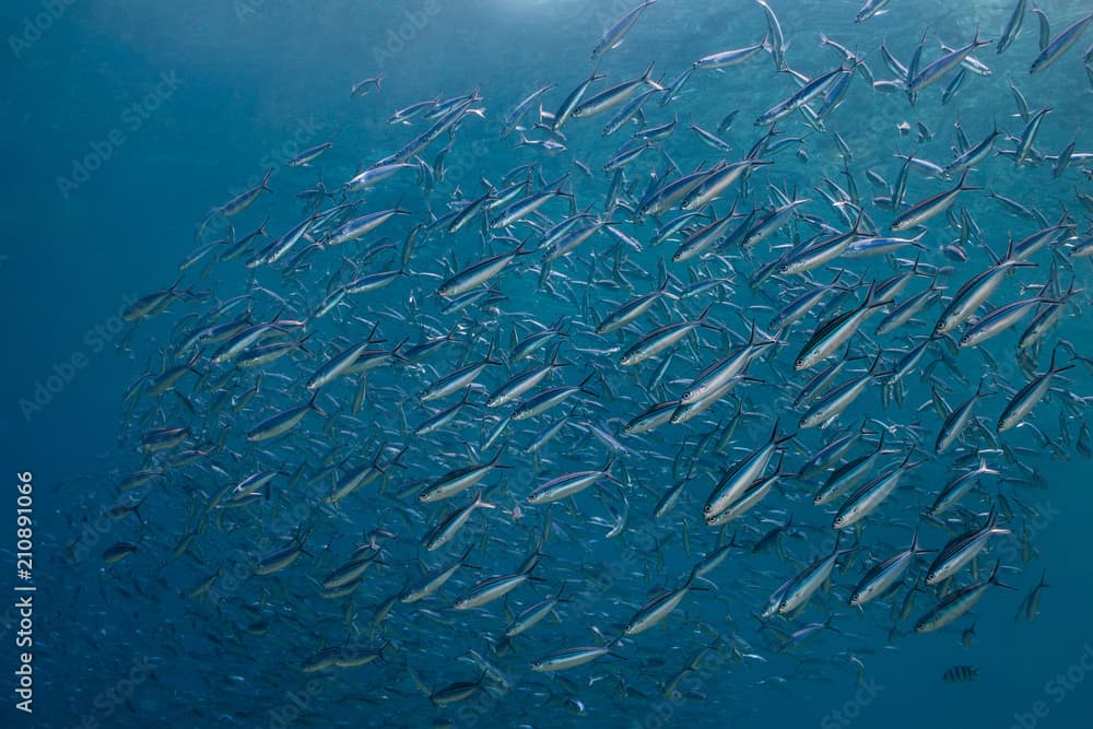 Striated fusilier (Caesio striata) is small silver fish with light stripes on its back swimming in a school.