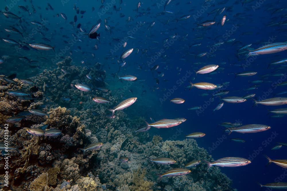 Striped Fusiliers (Caesio striata) in the Red Sea, Egypt