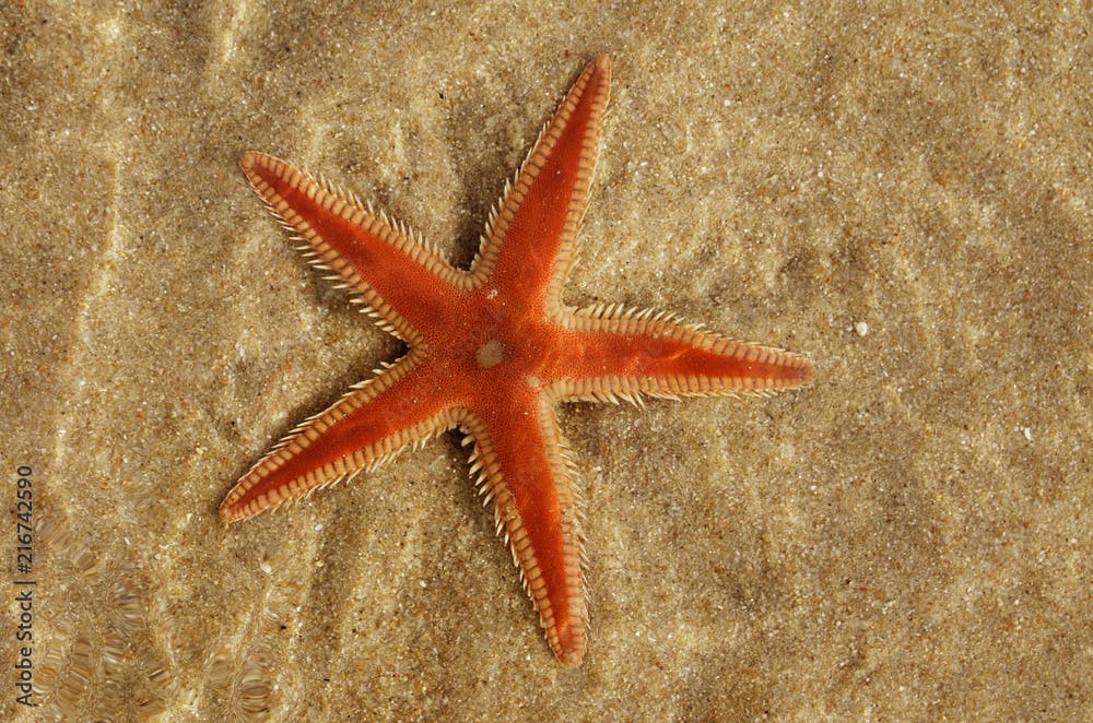 Orange Comb Starfish under water - Astropecten sp.