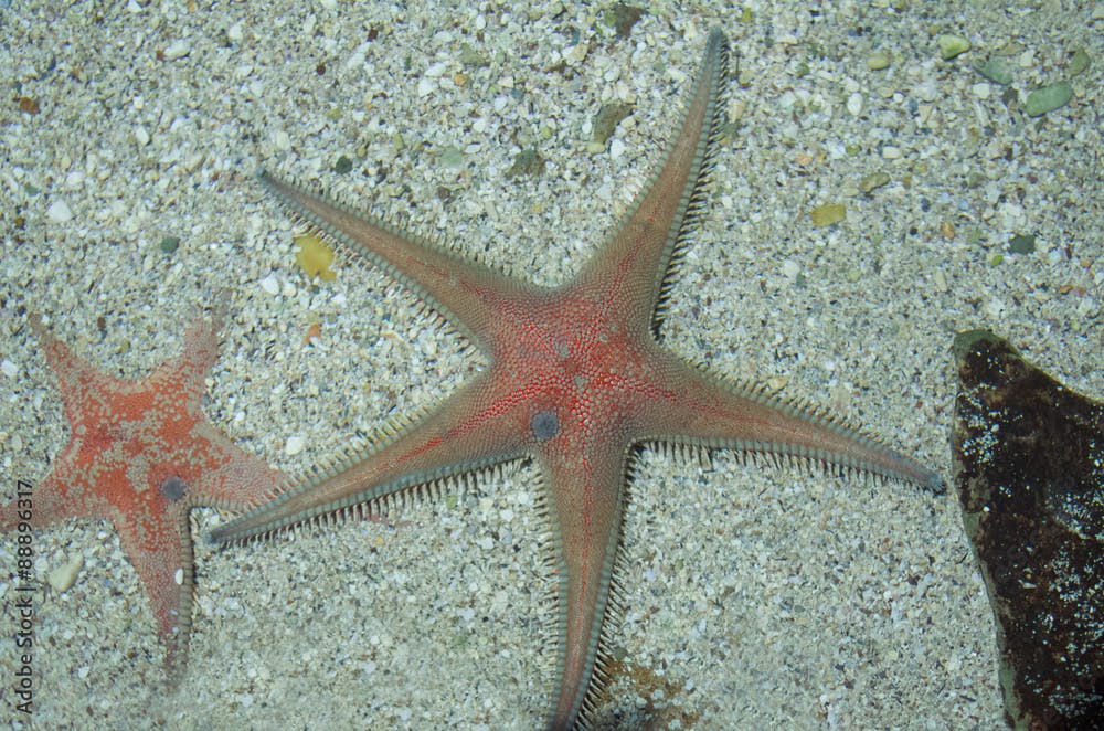 Astropecten Aranciacus Starfish