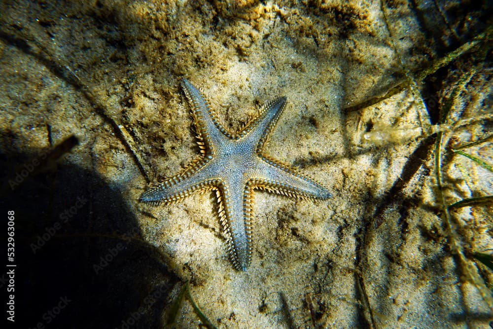 Underwater image of Mediterranean sand sea-star