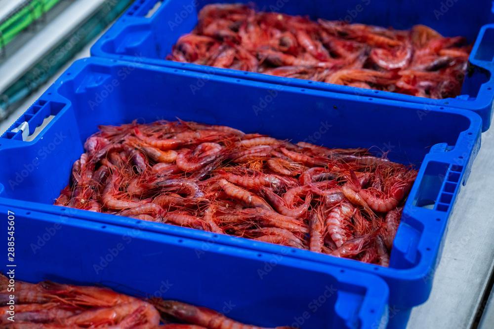 Close Up Fresh Red Shrimps or prawns on blue box in a Fishermen Market Store Shop.