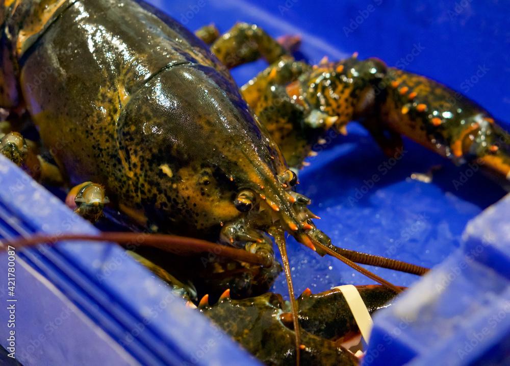 Live Canadian Lobster in blue box. Fresh seafood in fish market.