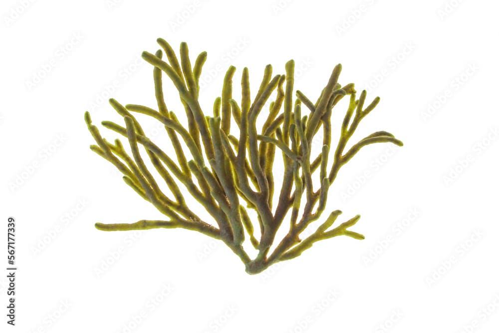 Velvet horn or spongeweed seaweed isolated transparent png. Codium tomentosum green alga branch.
