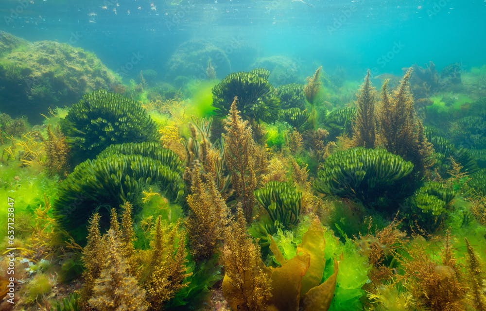 Green and brown seaweed underwater in the Atlantic ocean (mostly Codium tomentosum and Japanese wireweed algae), natural scene, Spain, Galicia