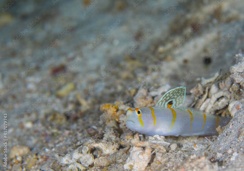 Randall's prawn-goby ニチリンダテハゼ　