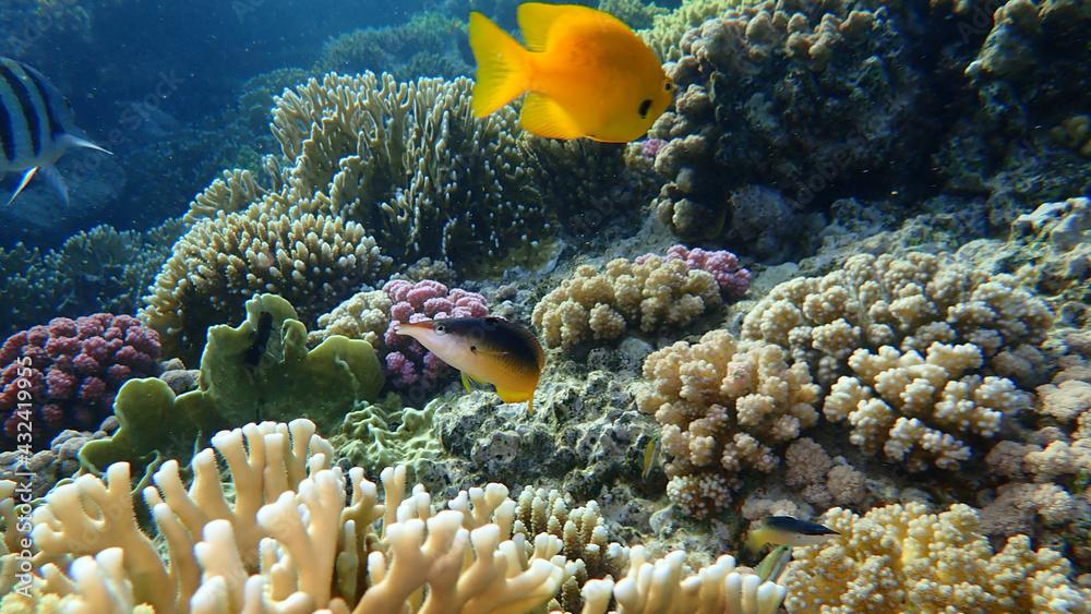 Green birdmouth wrasse or Indian birdmouth wrasse (Gomphosus caeruleus. Invalid synonym: Gomphosus caeruleus klunzingeri) undersea, Red Sea, Egypt, Sharm El Sheikh, Nabq Bay. Wrasse in focus.